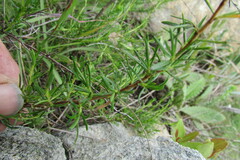 Cliffortia