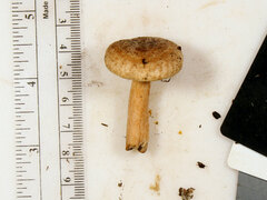 Lactarius quietus incanus