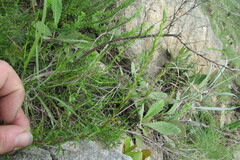 Cliffortia