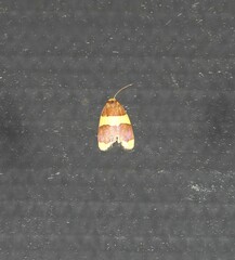 Heterallactis phlogozona