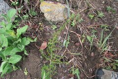 Cliffortia