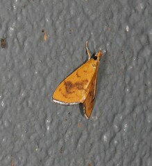 Hyalobathra brevialis