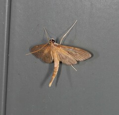 Hymenoptychis sordida