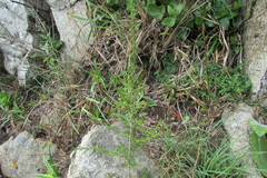 Cliffortia