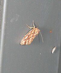 Meyrickella torquesauria