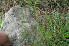 Cliffortia
