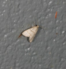 Narangodes