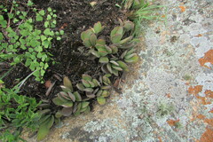 Crassula swaziensis