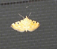 Notarcha