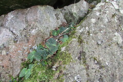 Streptocarpus pentherianus