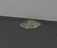 Oenochroma infantilis