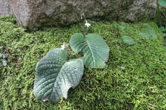 Streptocarpus pentherianus
