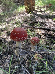 Amanita muscaria