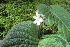 Streptocarpus pentherianus
