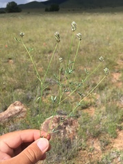 Dalea polygonoides