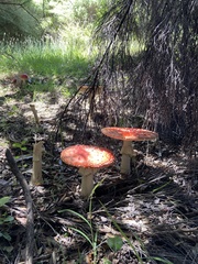 Amanita muscaria