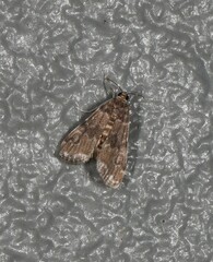 Parapoynx tenebralis