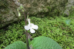 Streptocarpus pentherianus