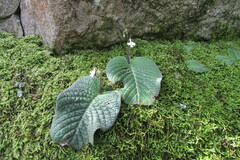 Streptocarpus pentherianus