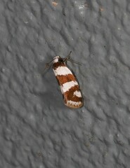 Prepocosma schalidota