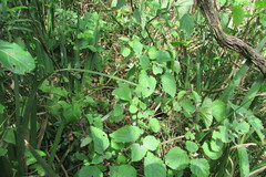 Plectranthus fruticosus