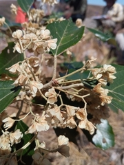 Dombeya lucida