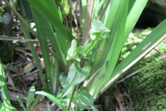 Disperis lindleyana