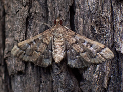 Nacoleia