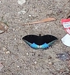 Lexias dirtea