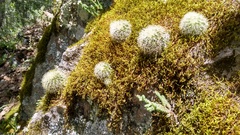 Mammillaria densispina