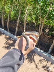 Lycodonomorphus rufulus