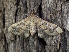 Nacoleia