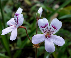 Pelargonium havlasae