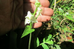 Disperis lindleyana