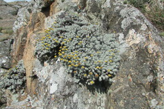 Helichrysum galpinii