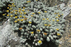 Helichrysum galpinii