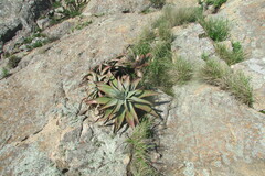 Aloe suprafoliata