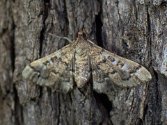 Nacoleia