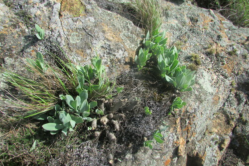 Kleinia galpinii, photograph 5