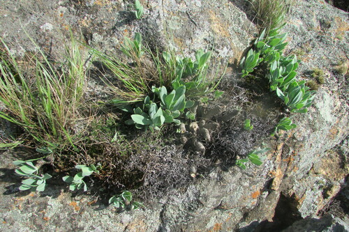 Kleinia galpinii, photograph 6
