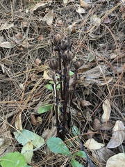Monotropa