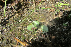 Brachystelma swazicum