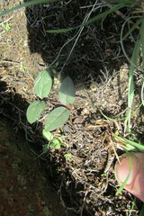 Brachystelma swazicum