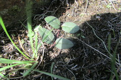 Brachystelma swazicum