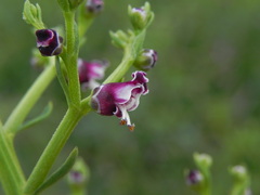 Scrophularia canina
