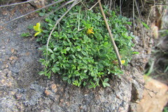 Leobordea