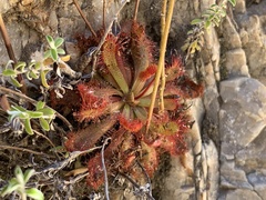 Drosera venusta