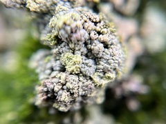 Trapeliopsis granulosa