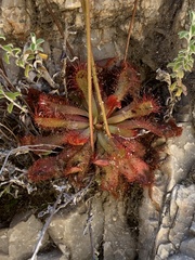 Drosera venusta