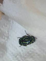 Eupoecila australasiae